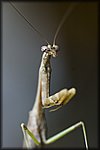 mantis2.jpg
