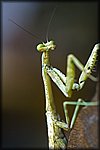 mantis3.jpg