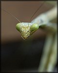 mantis5.jpg
