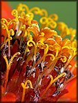 P1090269.jpg