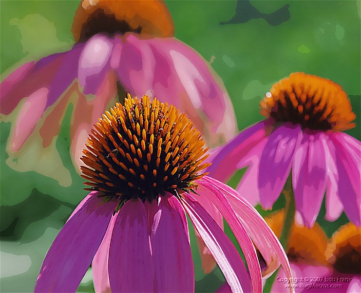 3flowers.jpg