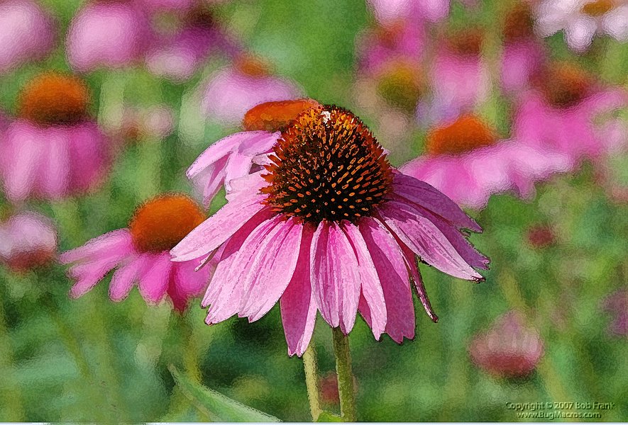 DSC_1310.jpg
