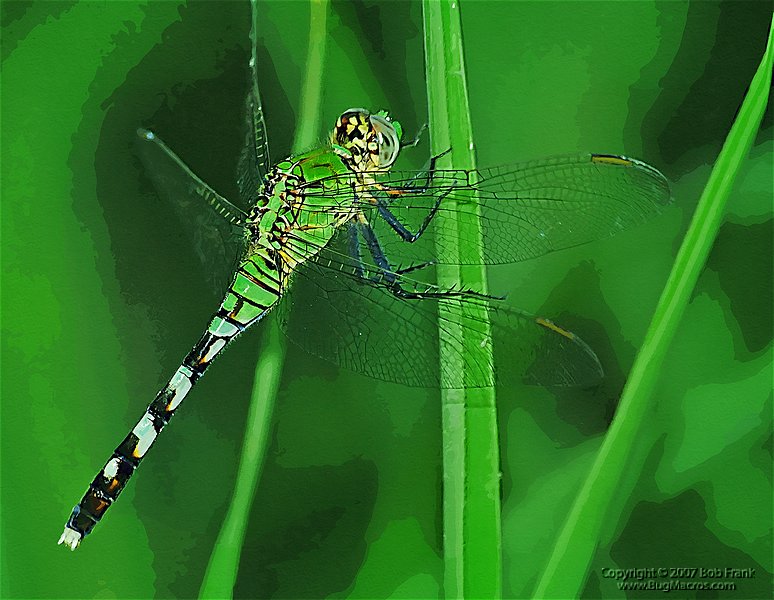 Dragonfly.jpg