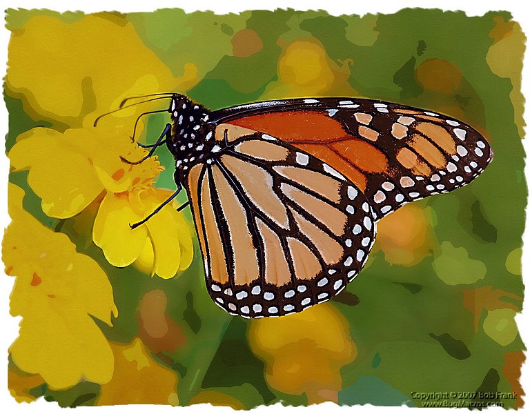 Monarch_on_Yellow.jpg