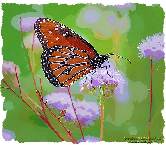 Monarch_purple.jpg