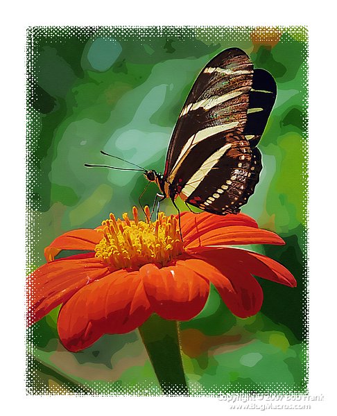butterfly painting6.jpg