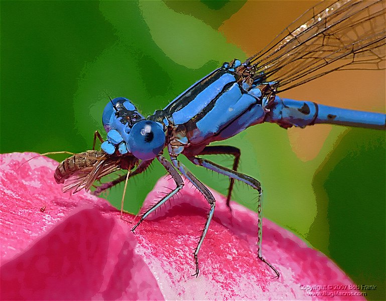 damsel painting.jpg