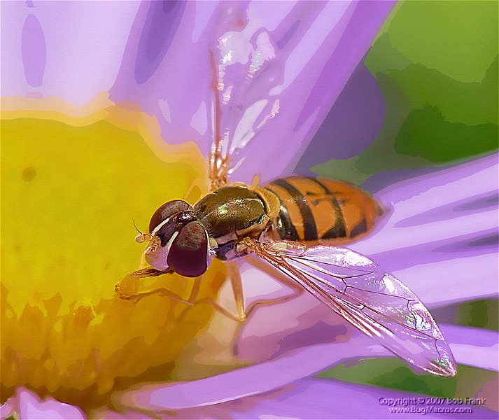 hoverfly painting.jpg