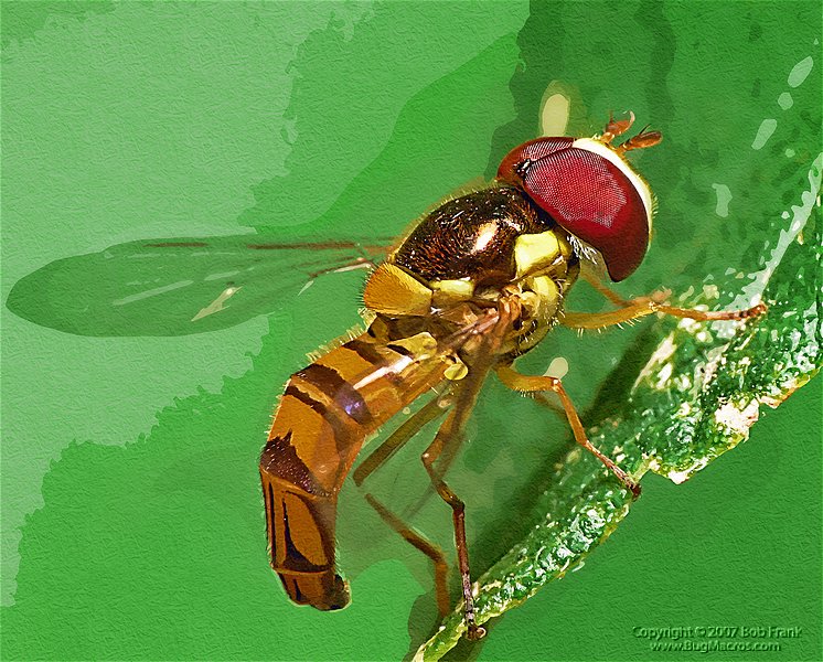 hoverfly.jpg