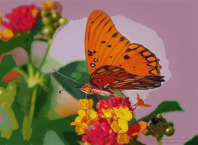 orange_butterfly.jpg