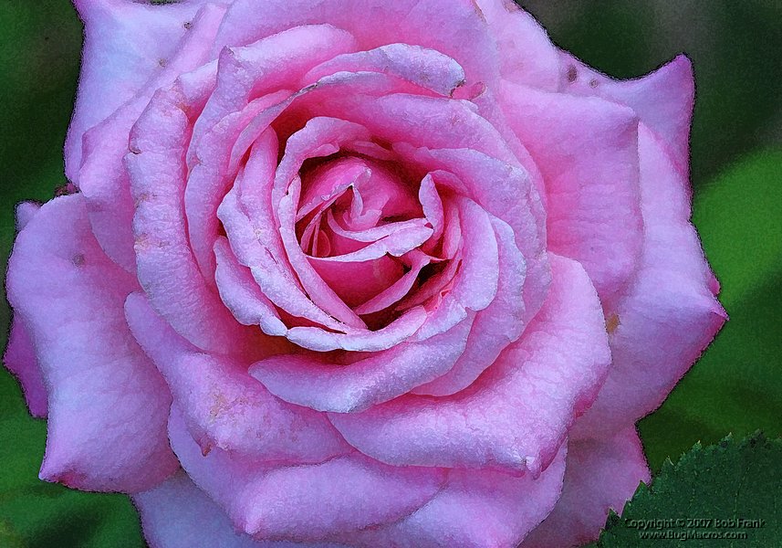 rose.jpg