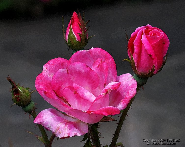 roses.jpg