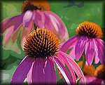 3flowers.jpg
