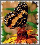 Butterfly painting2.jpg
