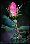 DSC_2819_painting.jpg