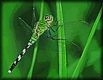 Dragonfly.jpg