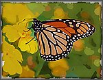 Monarch_on_Yellow.jpg