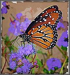 butterfly painting 4.jpg