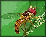 hoverfly.jpg