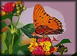 orange_butterfly.jpg