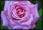 rose.jpg