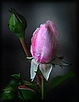 rose_bud watercolor.jpg