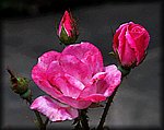 roses.jpg