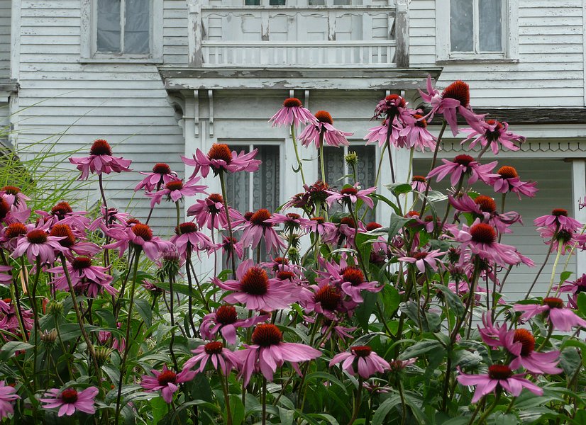 P1000774.jpg