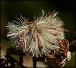 P1000372.jpg